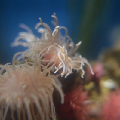 Aquarium Photo Album